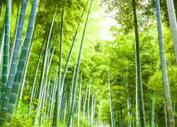 Green Transition Climate & Environment